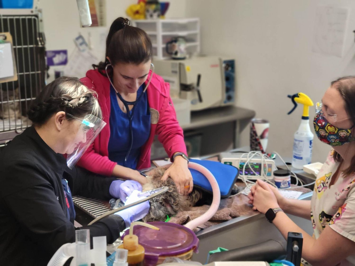 Partners for Pets' 2023 Giving Tuesday Fundraising Page